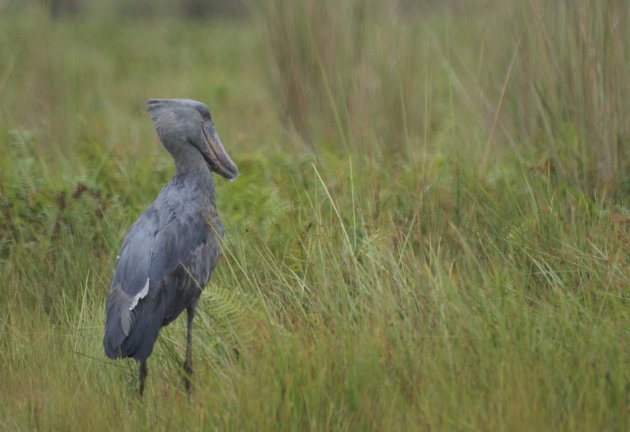 Shoebill