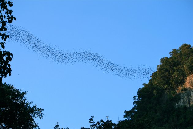 Miljoenen vleermuizen in Mulu