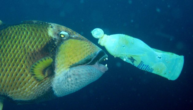Dorstige Triggerfish