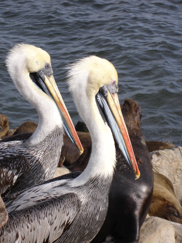 pelicanen