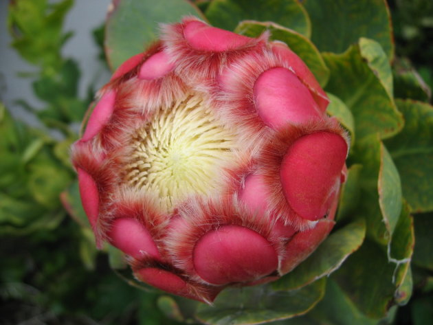 protea