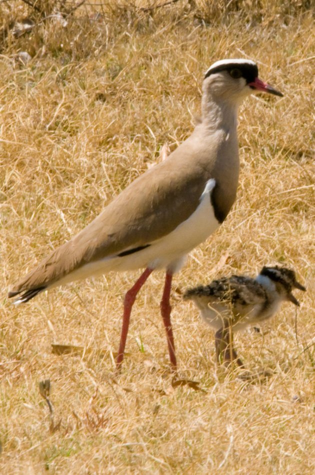 Kievitje met Mama