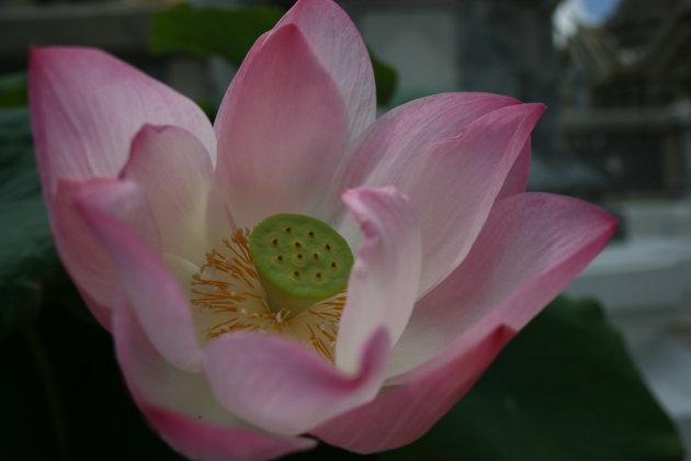 De heilige Lotus