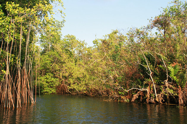 Mangrovebossen