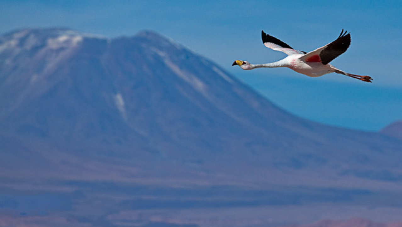 flamingo, Salar de Atacama