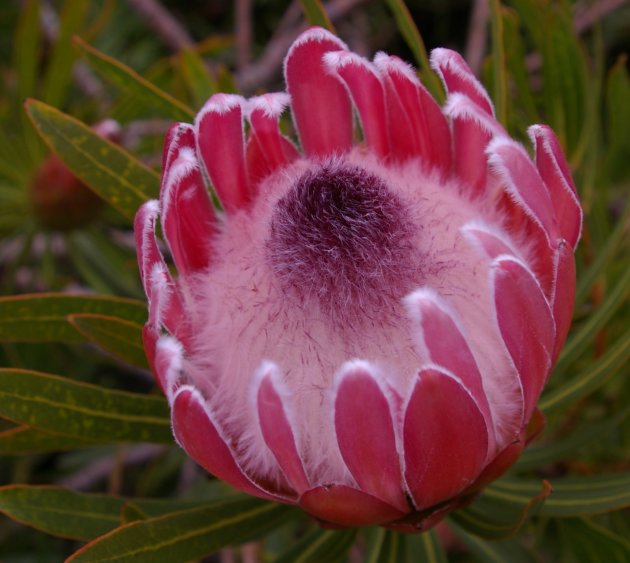 Protea