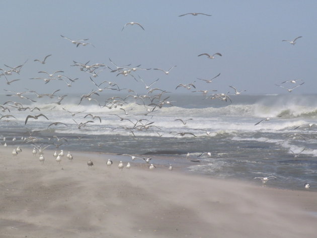 Meeuwen en wind