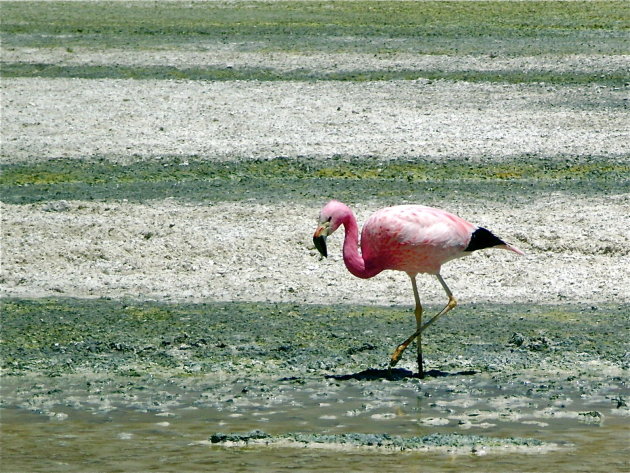 Pretty in pink 