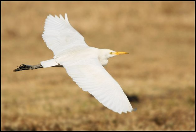 Koereiger