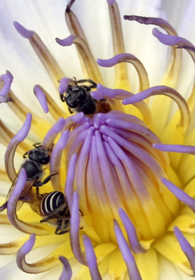 Lotusbloem close-up