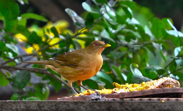 Nationale vogel van Costa Rica