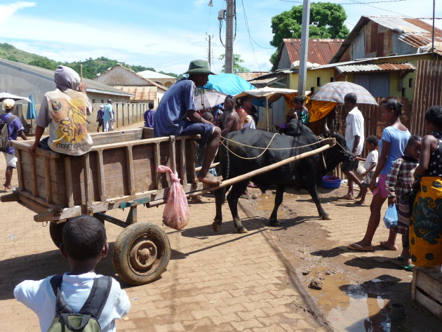 Zebu transport