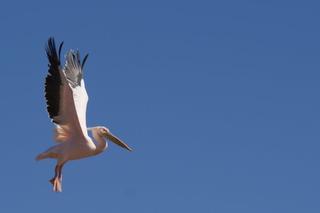 Pelikaan in vlucht