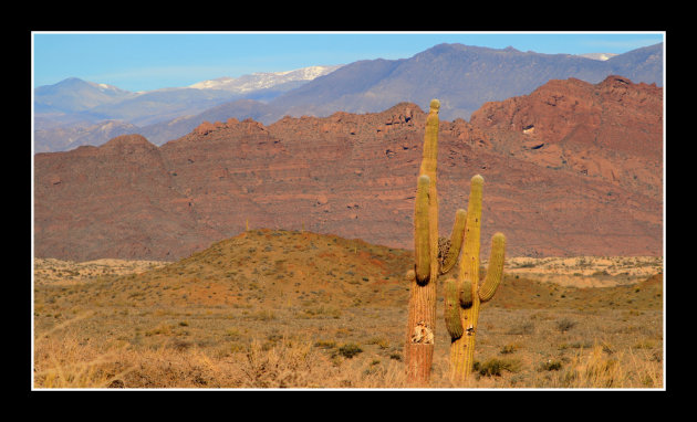 cardones