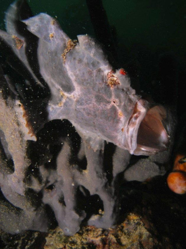Gapende Frogfish
