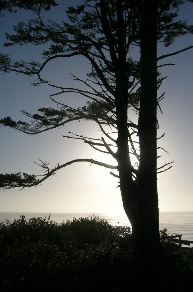 Kalaloch