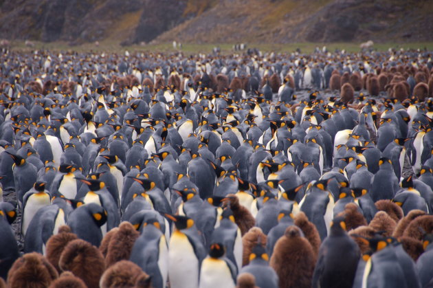 Kingpinguins op South Georgia