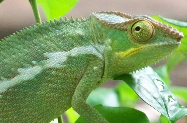 laatste kameleon