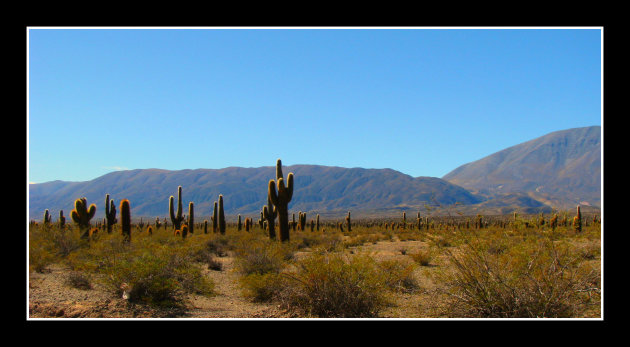 open cactussen