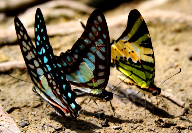 Butterflies, Emerald Lake