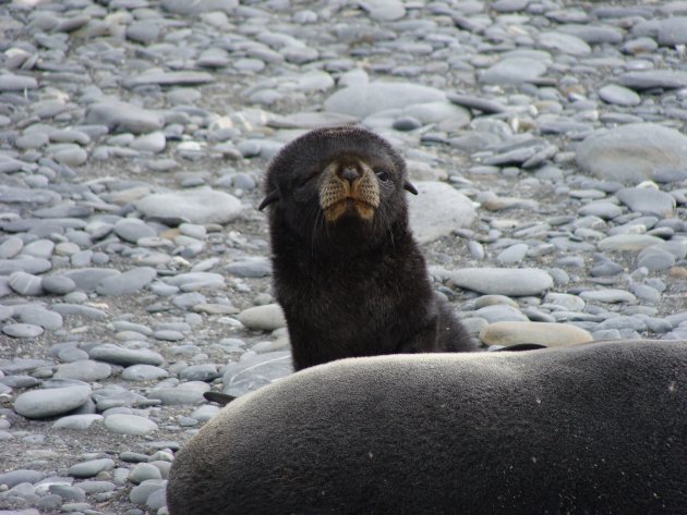 zeehonden pup