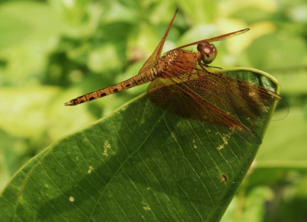 Libelle in Kuala Lumpur