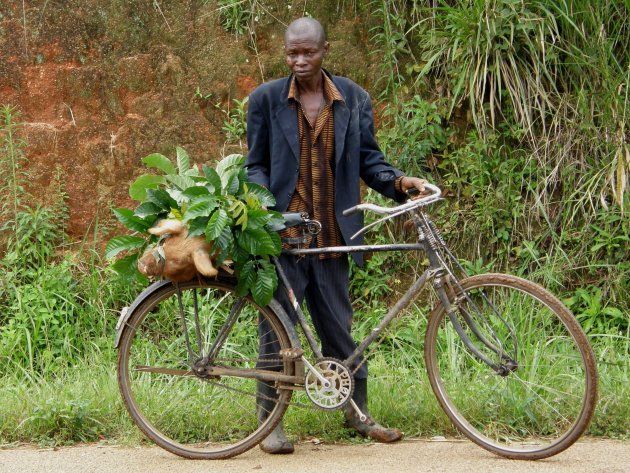 levend varken op fiets