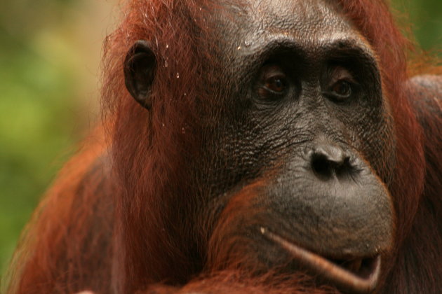 Orangutan Kalimantan