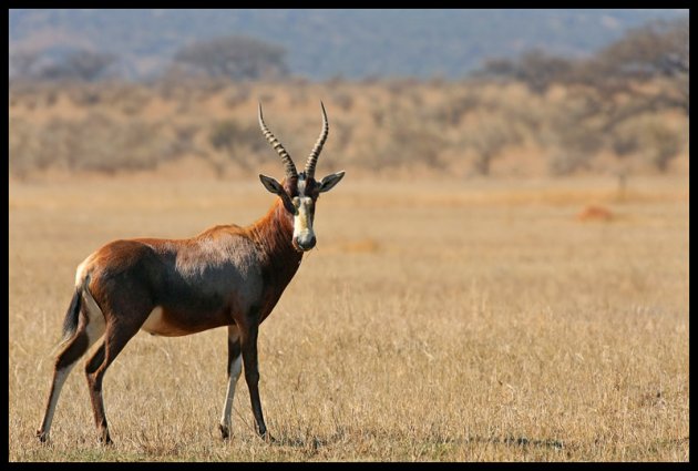 Blesbok