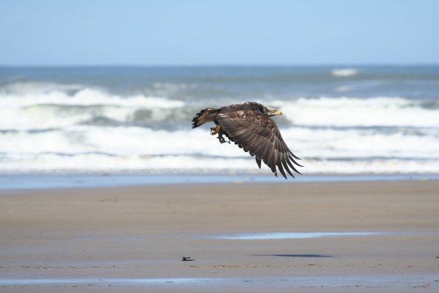 Jonge Bald Eagle