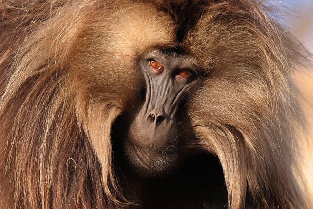 Gelada