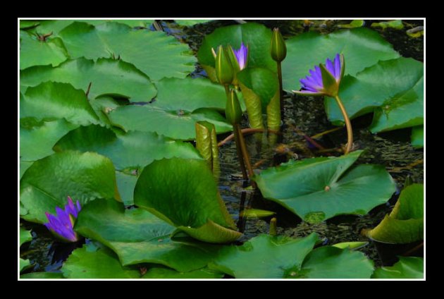 waterlelies in de bush