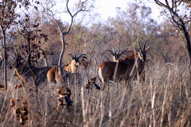 Roan antelope