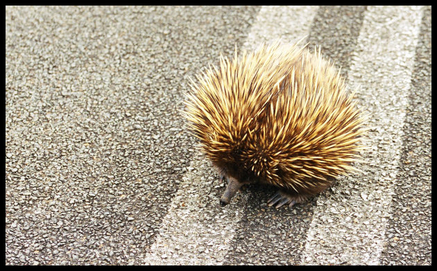 Echidna on the move