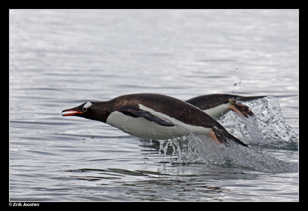 Vliegende Pinguins