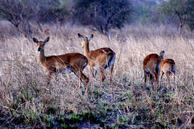 waterbok of antilope