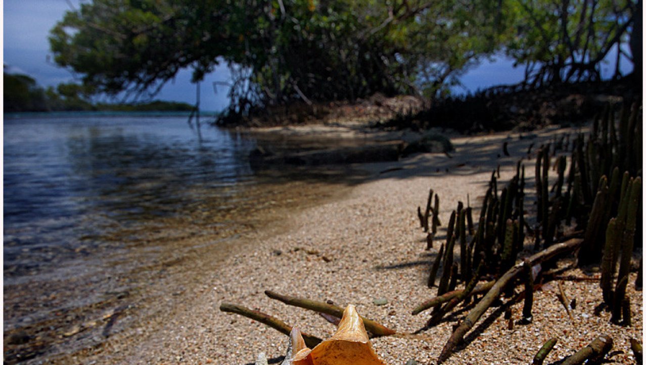 Conch Guliver Island