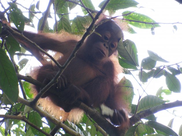 Orang Oetans in Semonggoh Wildlife Rehabilitation Centre