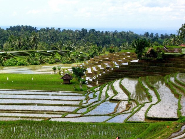 Rijstvelden bij Ubud