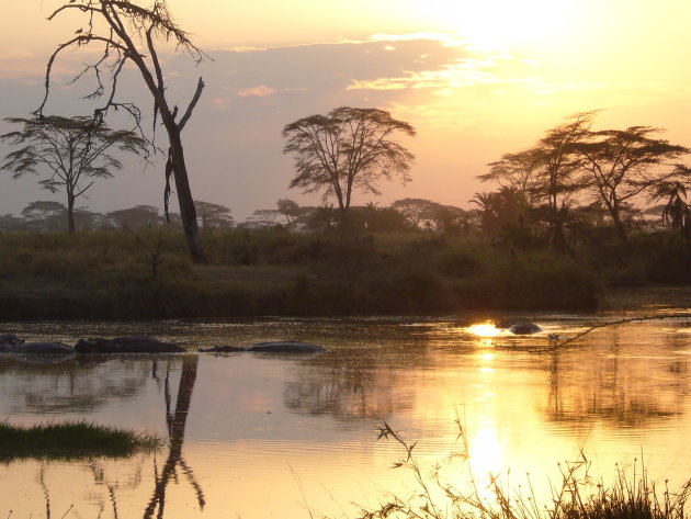 De ochtendgloren op de Serengeti