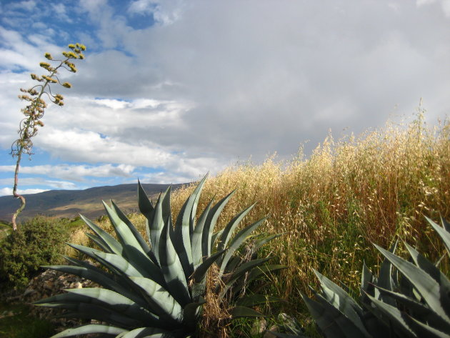 agaves