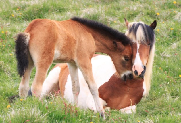 Lieve mama...