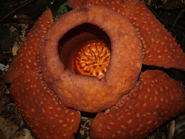 Rafflesia