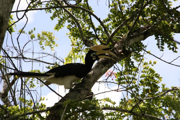 Hornbill