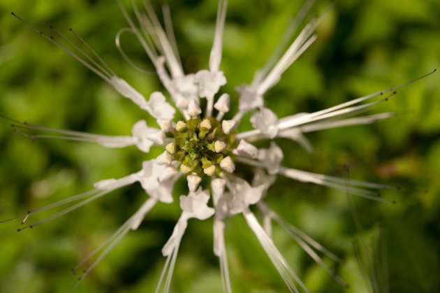 Maleisische flora...