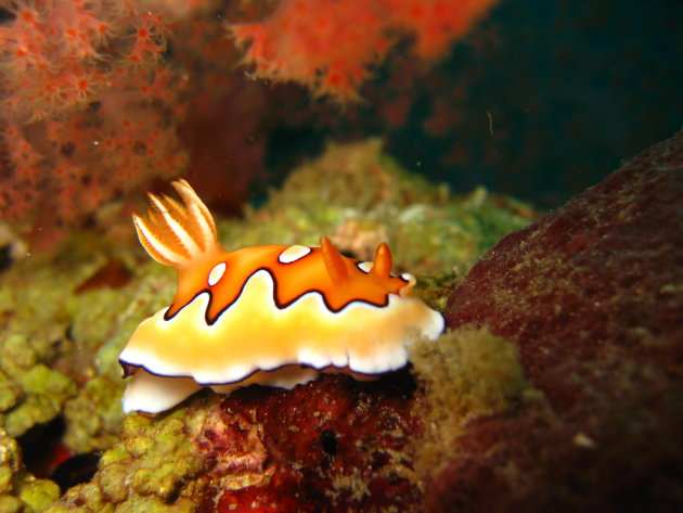 Nudibranch op Sipadan