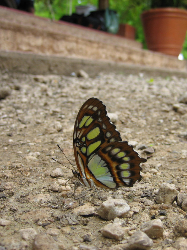 Siproeta stelenes