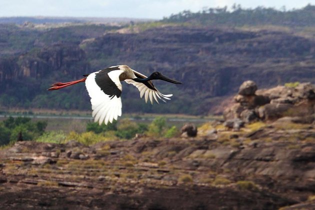 Jabiru ooievaar