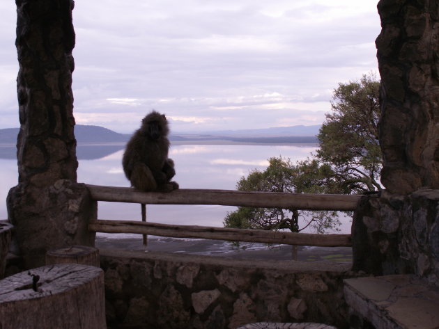 Aap bij Lake Nakuru