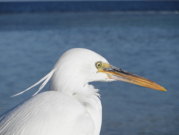 Witte reiger / Egypte